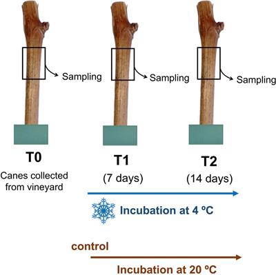 VviRafS5 Is a Raffinose Synthase Involved in Cold Acclimation in Grapevine Woody Tissues